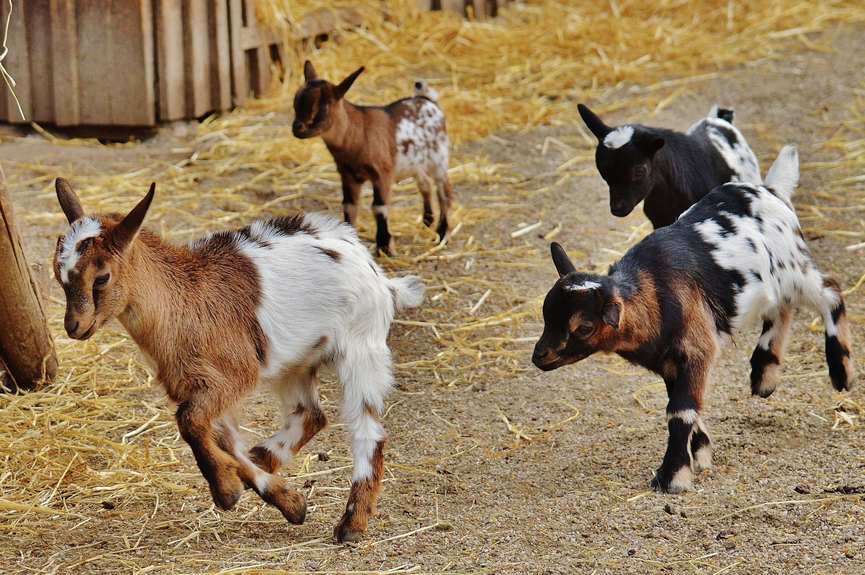 ðŸ Goat Farm