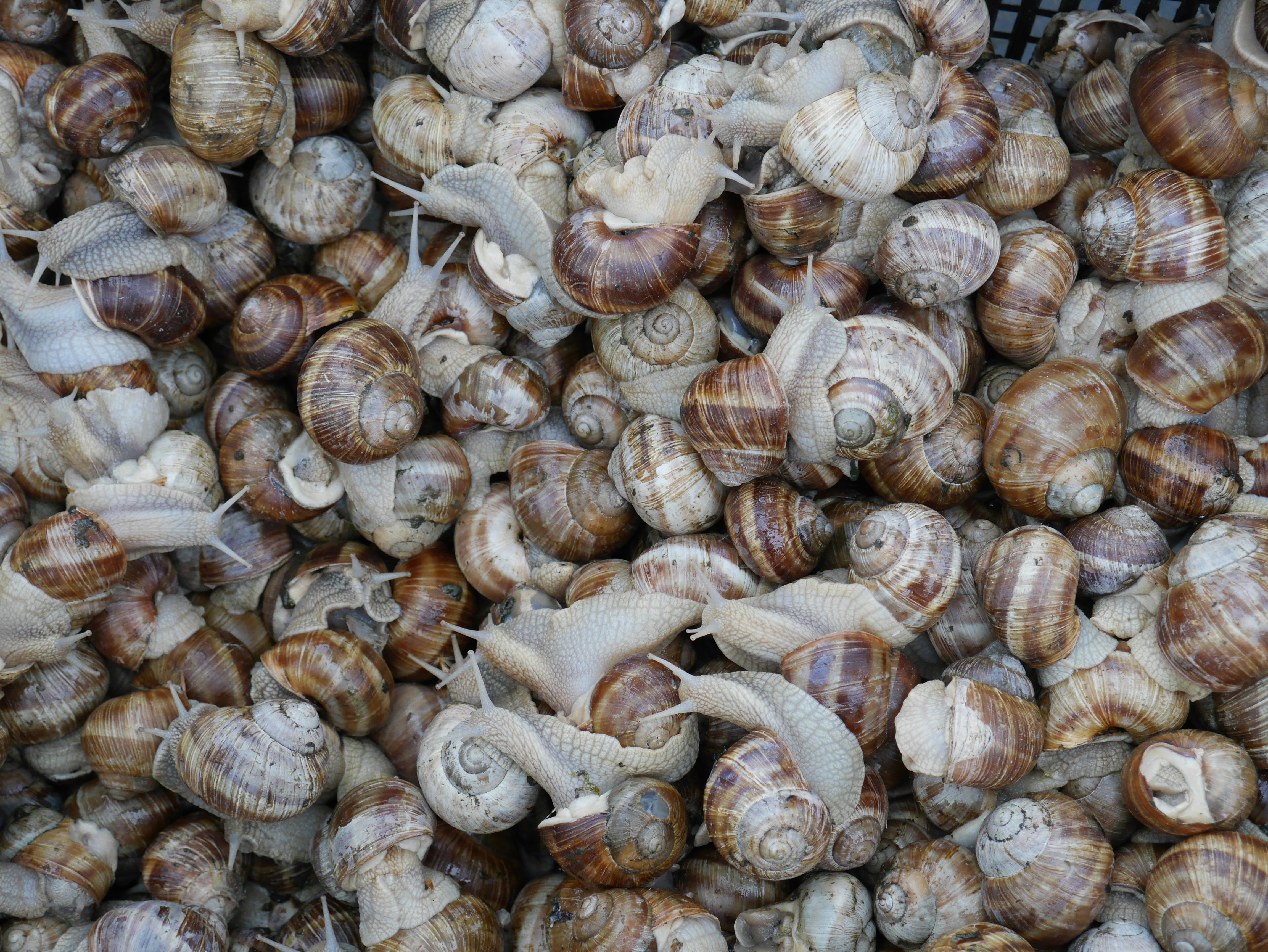Snail Farm
